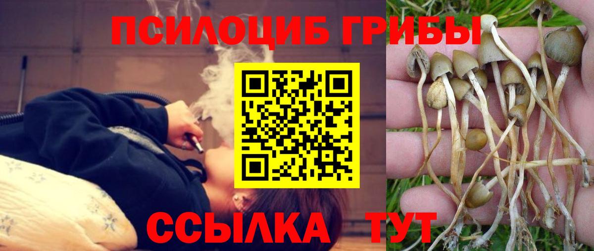 Старая Русса  Псилоцибиновые грибы прущие грибы  Псилоцибиновые грибы прущие грибы  Вход с VPN 